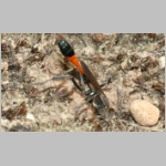 Ammophila sabulosa - Sandwespe 58b 19mm beim Nestverschluss.jpg
